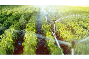Automatización en la Agroindustria: Energía y Eficiencia con Vitel Energía