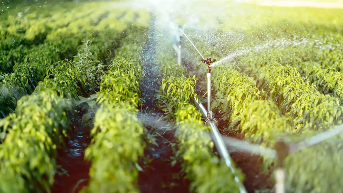 Automatización en la Agroindustria: Energía y Eficiencia con Vitel Energía